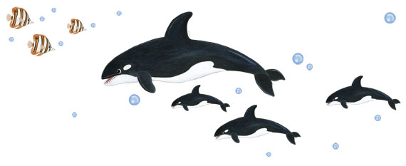 Orcas Killer Whale Wall Decals - Whale Murals